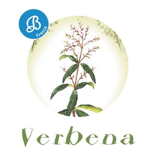 Verbena